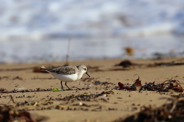 red necked stint