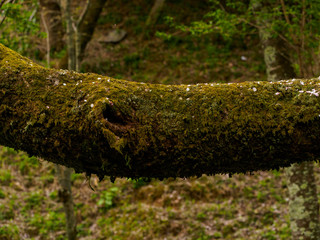 Closeup detail of a mossy, horizontal, tree trunk covered with fallen Sakura petals, along the forest floor of Mount Yoshino. Nara, Japan. Travel and nature.