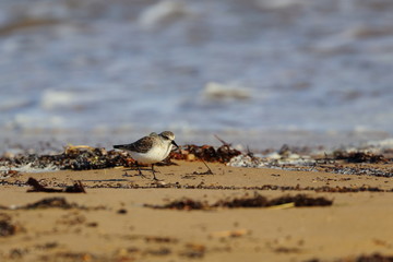 red necked stint