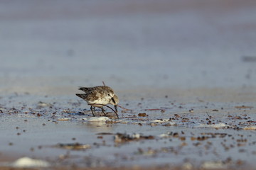 red necked stint