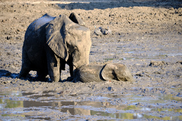 Baby elephant blocked in the mud, helped by the mother in Mana Pools National Park, Zimbabwe