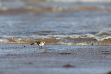 red necked stint