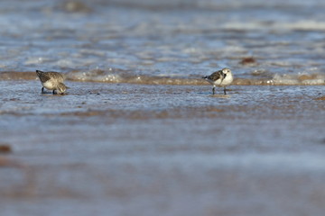 red necked stint