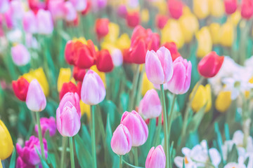 Tulips blooming and blood fresh green on soft light pastel filter on nature blur background in the spring season of beautiful and attractive, Garden decorations Concept.