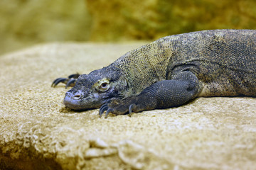 The Komodo dragon (Varanus komodoensis), also known as the Komodo monitor in the breeding station.