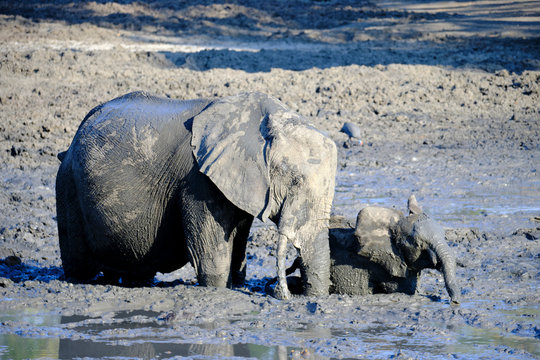 Baby elephant blocked in the mud, helped by the mother in Mana Pools National Park, Zimbabwe