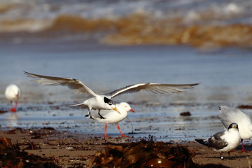 greater crested tern