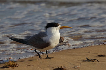 greater crested tern