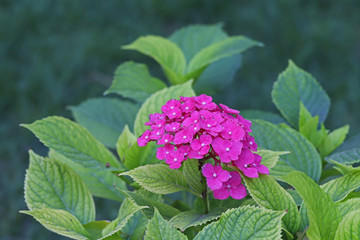 Hydrangea flower ; Hydrangea macrophylla