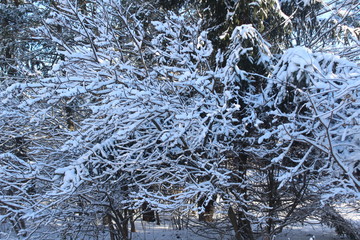 snow covered pine trees