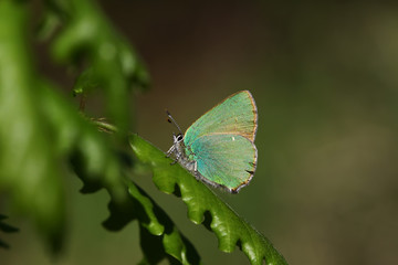 Emerald butterfly; Callophrys rubi