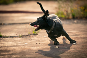 Obraz na płótnie Canvas dog playing and running