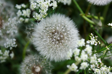Fluffy dandelion close-up on a background of grass