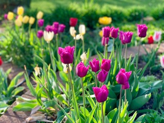 colorful tulips in the garden