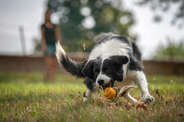 dog playing fetch on the grass