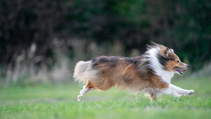 dog running on the grass