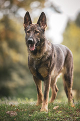 german shepherd dog