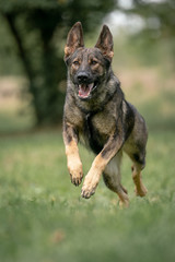 german shepherd dog on the grass