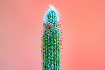 Nature, Green tall cactus  on rose pink background