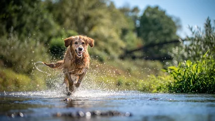 Fototapeten Hund im Wasser © japono