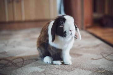 Bunny rabbit in the room