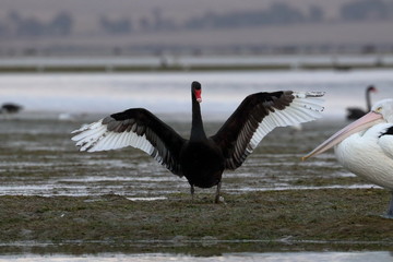 black swan - 306961040