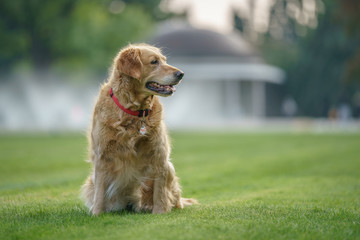 portrait of golden retriever dog