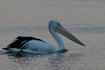 australian pelican