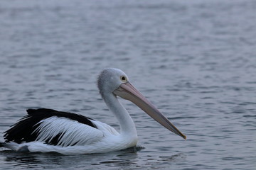 australian pelican