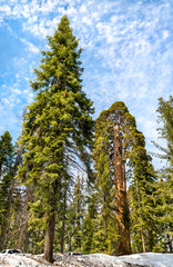 The Giant Forest in Sequoia National Park, California