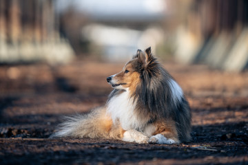 dog resting on the old bridge