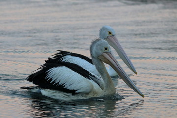 australian pelican