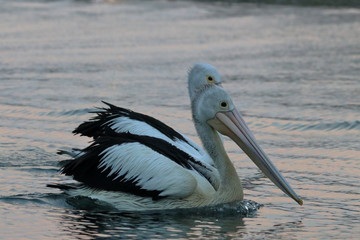 australian pelican