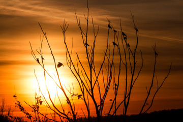 Naklejka premium Birds on tree branches against the backdrop of a bright beautiful sunset
