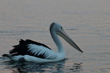 australian pelican