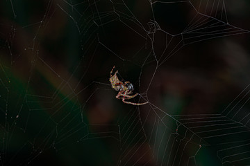 aranha