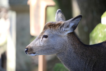 Nara Park in Nara Prefecture, Japan and the scenery of deer living in the park