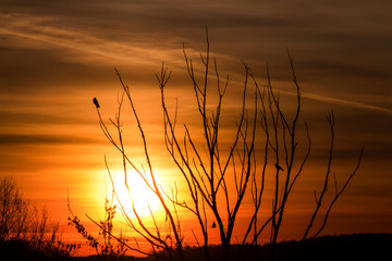 Birds on tree branches against the backdrop of a bright beautiful sunset