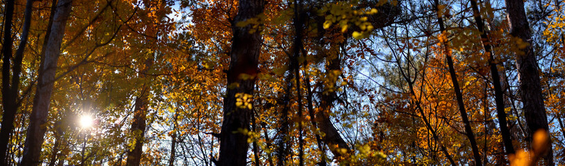 Panorama of forest with trees in autumn and sunbeams