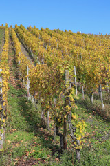 Fototapeta na wymiar Weinbau an der Mosel: Berühmte steile Weinberge nahe Weindorf Lieser bei Bernkastel-Kues im Herbst