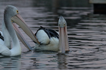 australian pelican