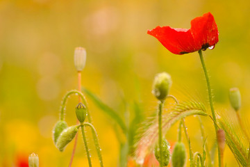amapola roja con fondo en tonos amarillos y verdes