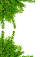 Naklejka na ściany i meble Spruce branch isolated on white background. Green fir. Christmas tree