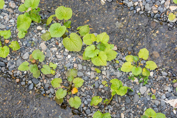 View of Daio Wasabi Farm in  Nagano , Japan.
