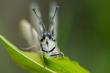 close-up butterfly with drops