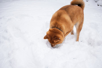 Snowing day, shiba inu, pet dog searching in snow.
