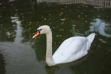 Fototapeta premium Beautiful swan paw stands on the lake.