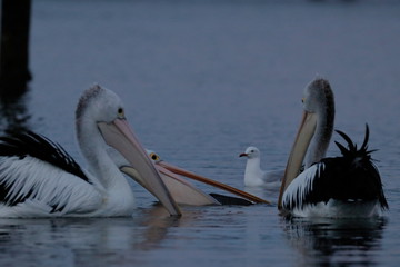 australian pelican