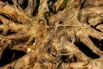 Rhizome of a fallen deciduous tree