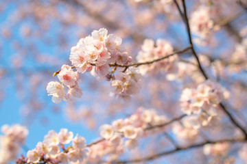 桜の花